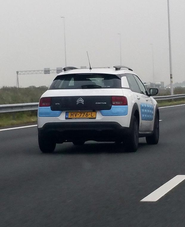 Cactus weiss_blau.jpg