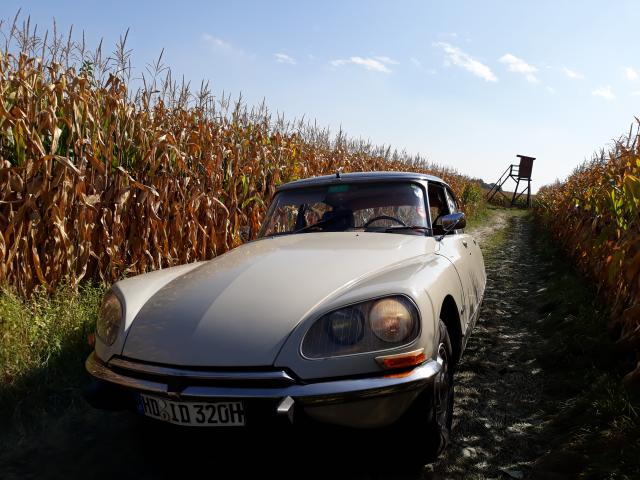 medium.DS_im_Kornfeld.jpg.e1aa550de89265