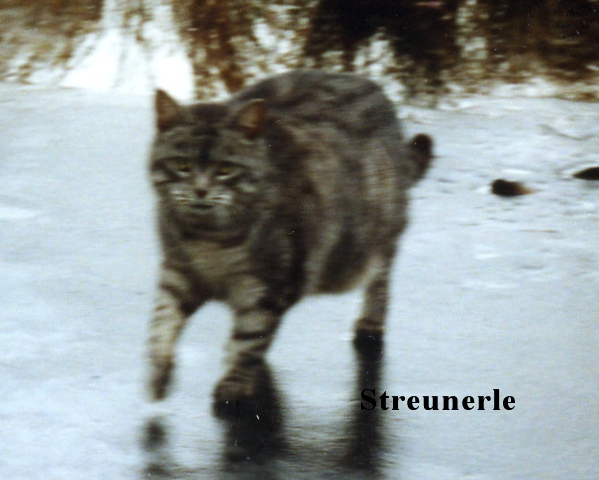 Streunerle.jpg.5f665f7458b061c78266b26e8b0580ea.jpg