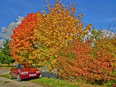 AX unterm Herbstlaub