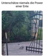 Ente.jpg