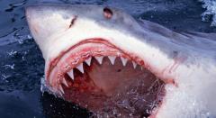 shark.JPG