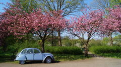 Frühling im Park