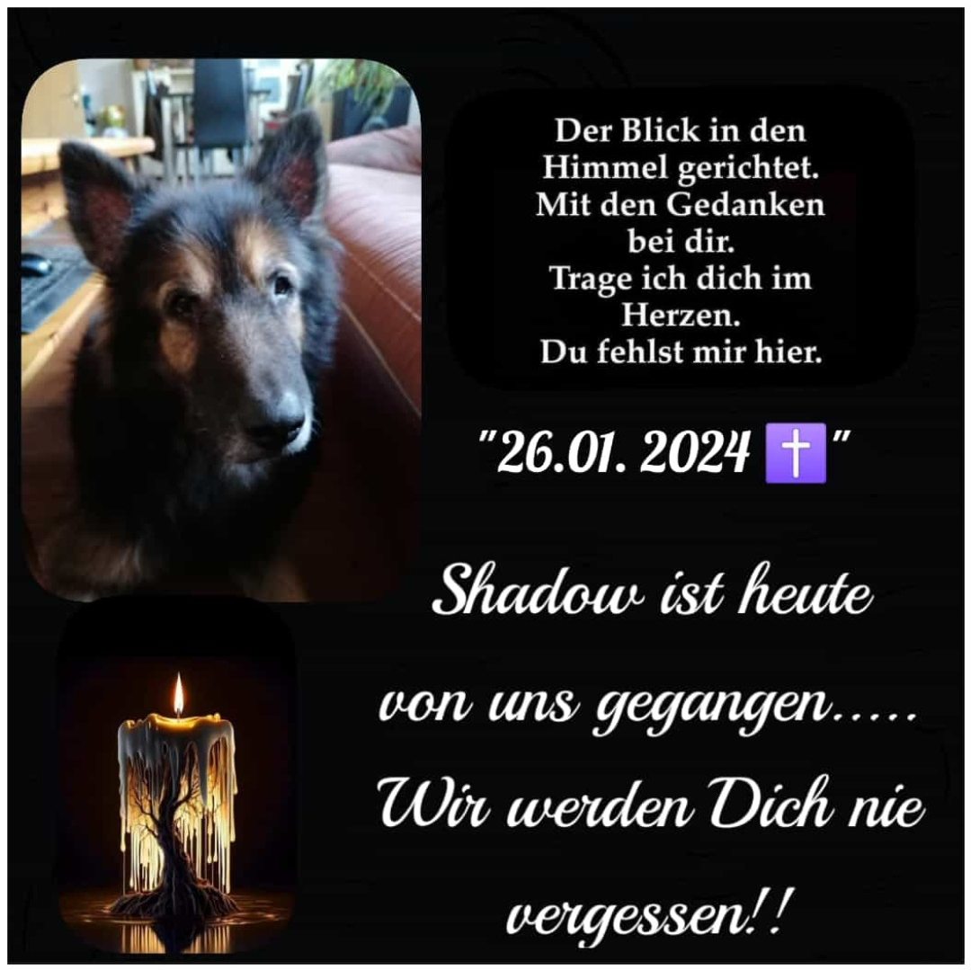 Nachruf-Shadow.png.16f09116b31c3084579baa1a3d3dbf4a.png