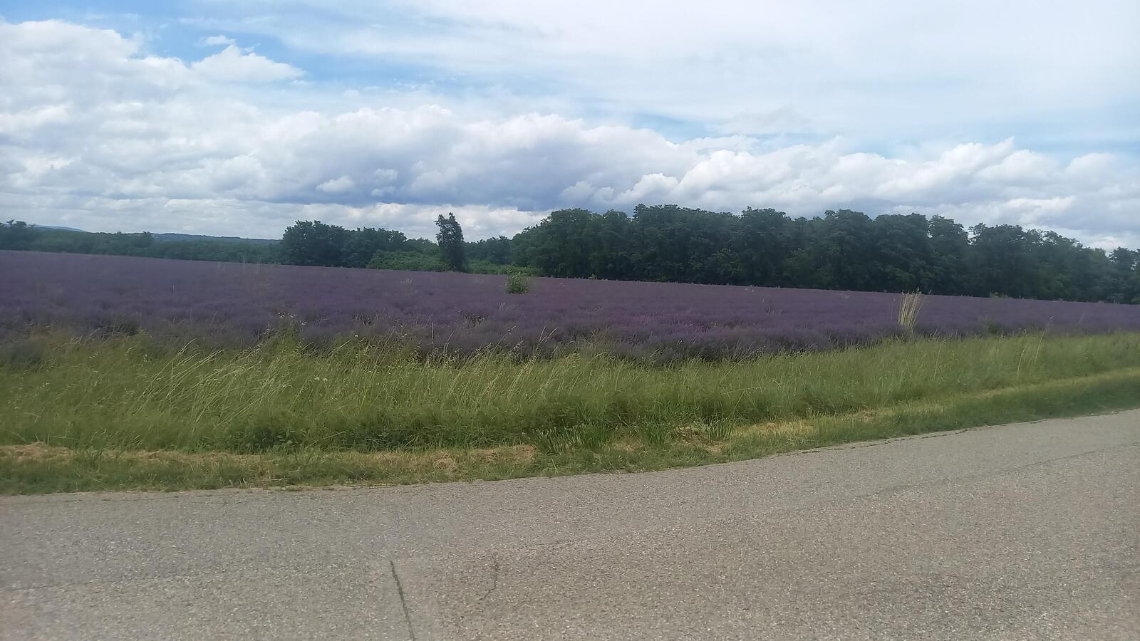 large.IMG-20240615-WA0007.jpeg.86b602d0ae976faa9ae943caabe269e3.jpeg