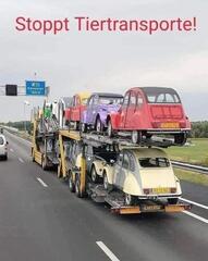 In NL gibt es auch schöne Enten