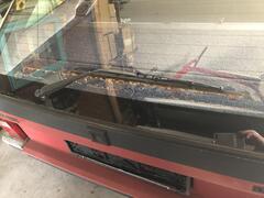 IMG_8279.jpeg